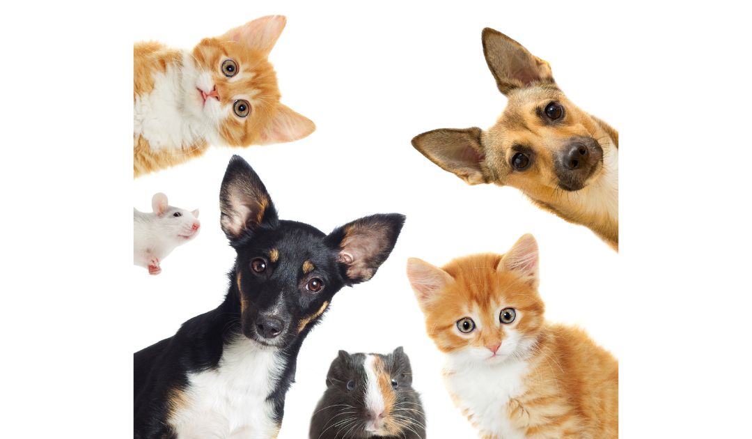 Organizing Pet Supplies Seattle Sparkle Professional Home Organization Services Seattle, WA